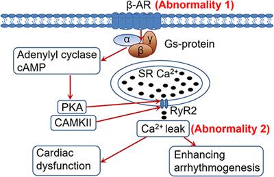 Frontiers | β-Adrenergic Receptor Desensitization/Down-Regulation In ...